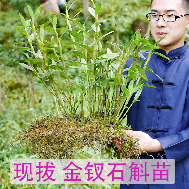 贵州赤水金钗石斛苗铁皮石斛苗盆景鼓槌石斛苗球花石斛苗叠鞘石斛