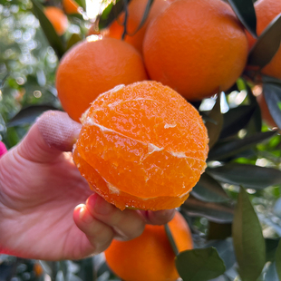 新鲜水果整箱10斤大个榨汁手剥橙 当季 秭归脐橙 九月红果冻橙橙子