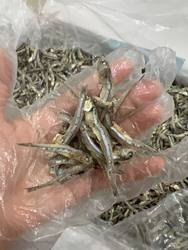 鱼脯潮汕饶平特产饶仔小鱼干500g  鲜甜水产干货