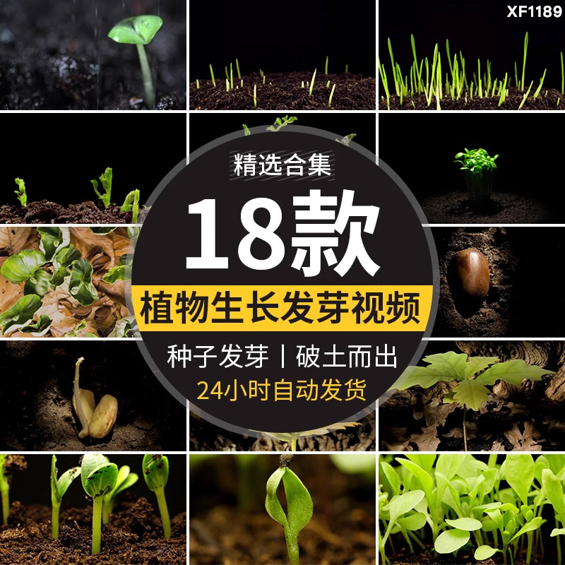 种子发芽植物快速生长延时绿色幼苗嫩苗从土壤破土而出短视频素材