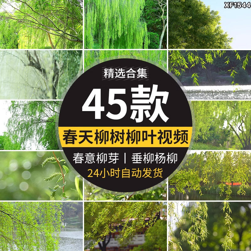 柳树柳芽春风春天春季初春春意垂柳清新绿色杨柳高清实拍视频素材