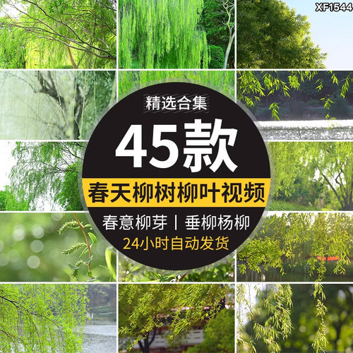 柳树柳芽春风春天春季初春春意垂柳清新绿色杨柳高清实拍视频素材