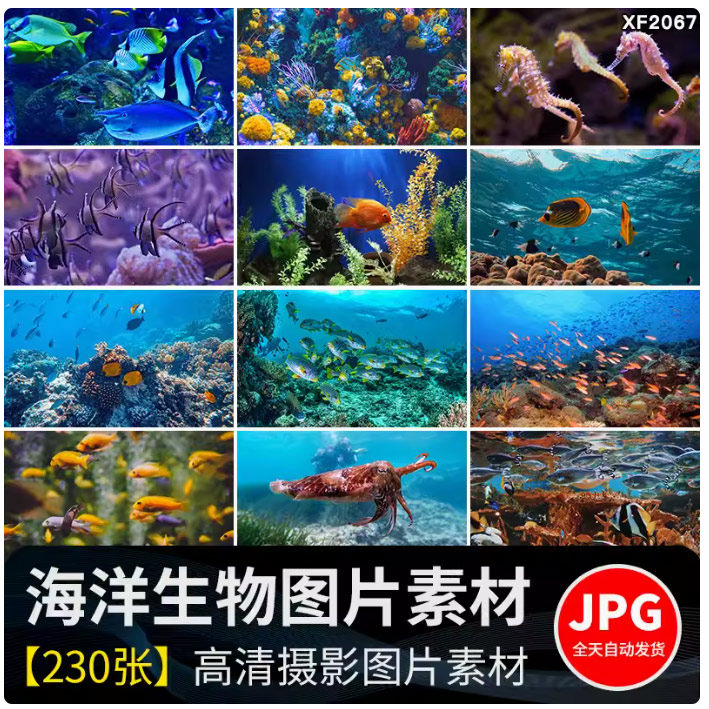 海底世界生物水母鲸鱼鲨鱼海洋动物珊瑚鱼儿鱼类鱼群照片图片素材