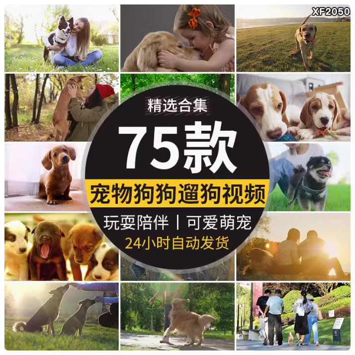 小狗宠物狗遛狗散步玩耍陪伴可爱萌宠狗狗动物实拍剪辑短视频素材