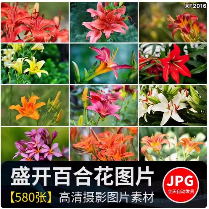 百合花唯美花朵特写花卉植物鲜花盛开绽放花蕊花瓣摄影照图片素材