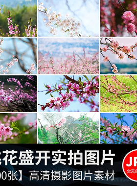 桃花盛开春暖花开春天风景花朵绽放鲜花自然植物高清JPG图片素材