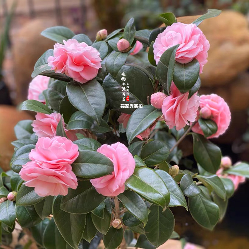 宫粉茶花精品四季绿植花卉阳台客厅庭院茶花树苗盆栽带花苞小桃红