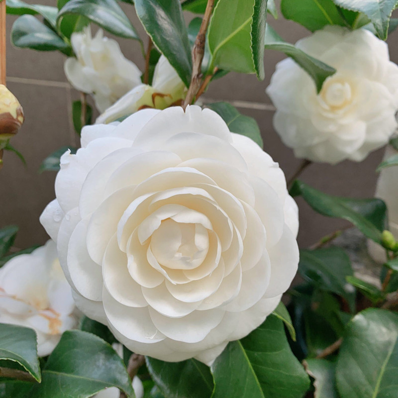 大颗东方亮白山茶花树苗带花苞四季绿植盆栽纯白色花水晶白