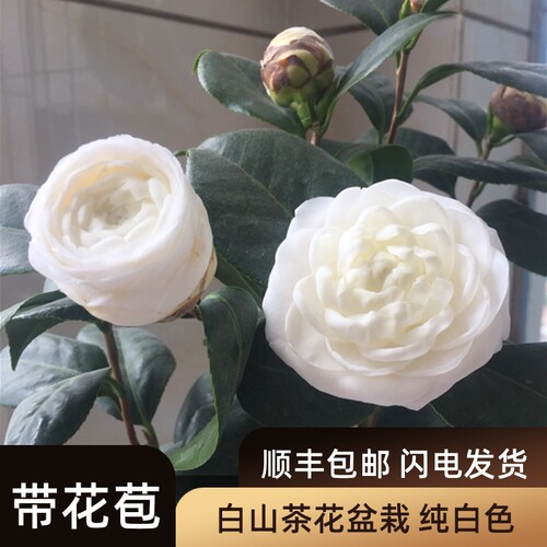 茶花树白色素材模板 茶花树白色图片下载 小麦优选