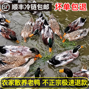 赣犹人家青头老鸭新鲜鸭子肉活体现杀散养鸭子土鸭整只农家煲汤鸭