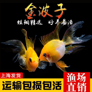 桃心金波子鱼热带观赏活体短鲷宝蓝阿凡达荷兰凤凰皮卡丘淡水小型