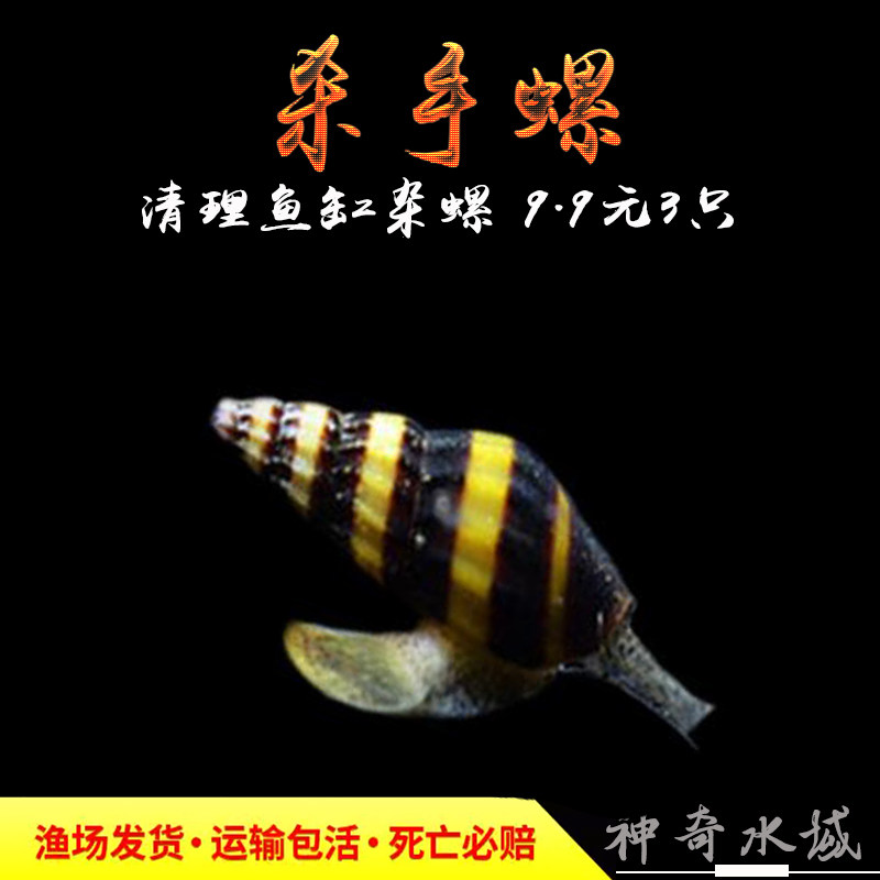 包邮杀手螺大黄蜂螺观赏螺宠物螺螺