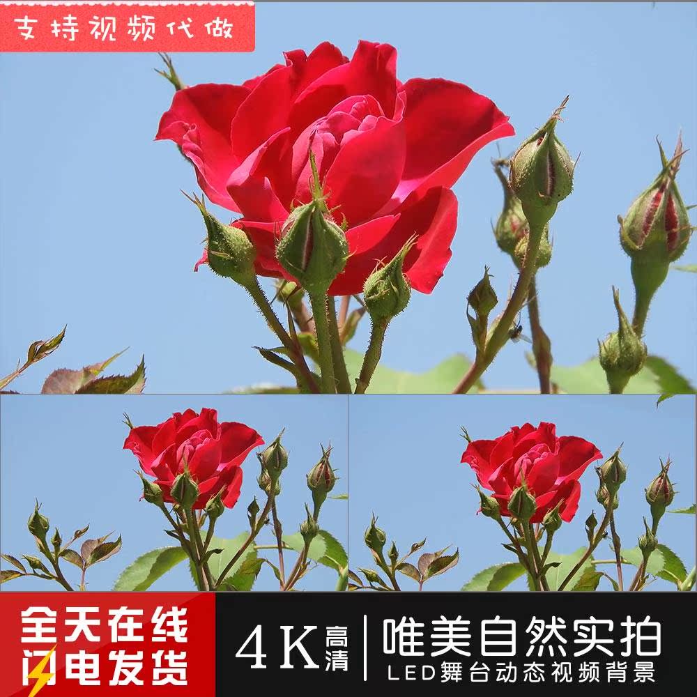 c888k唯4美月红拍色玫瑰花季花朵盛开活力天 春大自然实视频素材