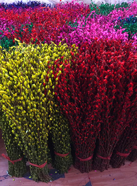 年宵花卉银柳真花鲜柳条制作鲜枝银柳干花水培仿真多色室内装饰