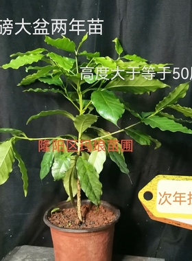 云南小粒咖啡树苗 阿拉比卡  浆果 室内 盆栽 瑰夏 波磅 卡提姆种