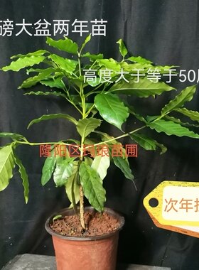 云南小粒咖啡树盆景浆果室外盆栽