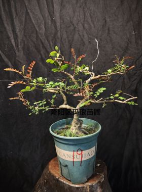 云南红顶清香木老桩室内室外驱蚊盆栽 客厅盆景 驱蚊盆栽包邮