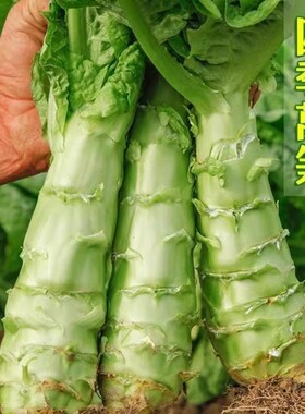 方震四季播种青皮莴笋种子皮薄肉嫩口感清脆绿色蔬菜种子新手易种