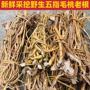 广西深山新鲜野生五指毛桃五指奶根五爪龙根煲汤泡酒料现挖现发