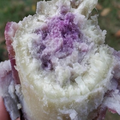 新鲜现挖茂名板栗粉糯番薯