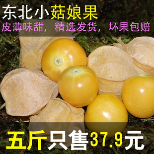 东北小姑娘果 黄金豆皮薄香甜菇娘果手摘手揪新鲜现摘罕见水果