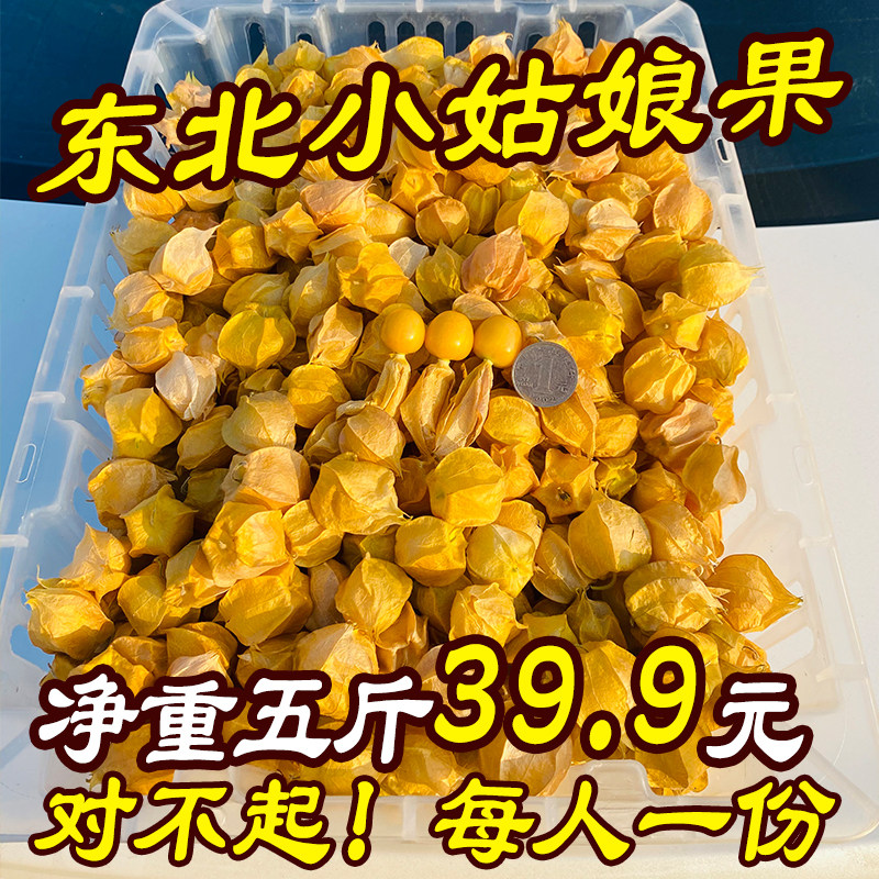 东北小菇娘果薄皮小金豆新鲜现摘