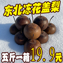 包邮 冷冻酸甜梨花梨黑龙江特产 东北年货小时候味道老式 冻花盖梨