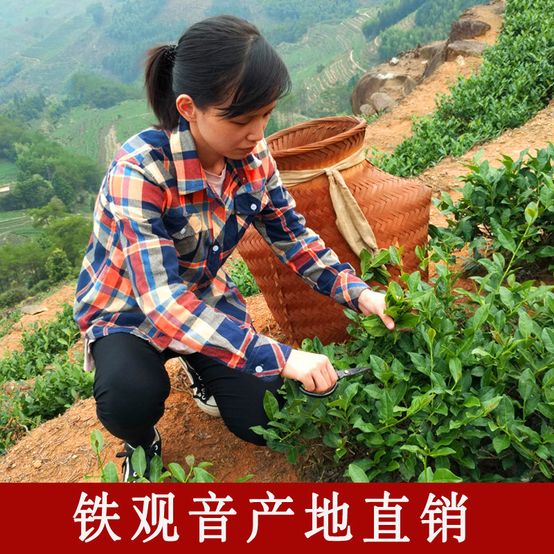 2026年春茶福建安溪浓香型铁观音