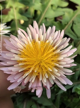 橙色蒲公英苗/千本蒲公英 粉花阳光鲑鱼窗台庭院小清新花卉 耐寒