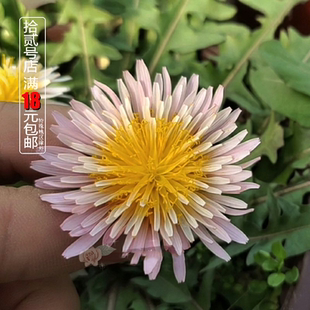 橙色蒲公英苗/千本蒲公英 粉花阳光鲑鱼窗台庭院小清新花卉 耐寒