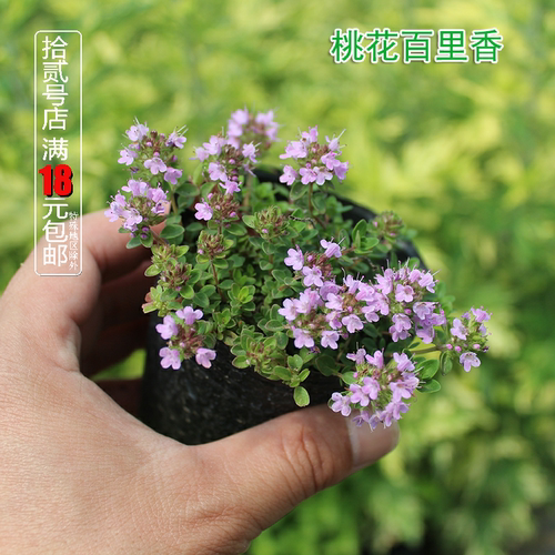 百里香芳香种植阳台庭院春天
