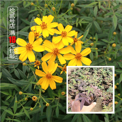 芳香万寿菊庭院阳台花卉香草植物