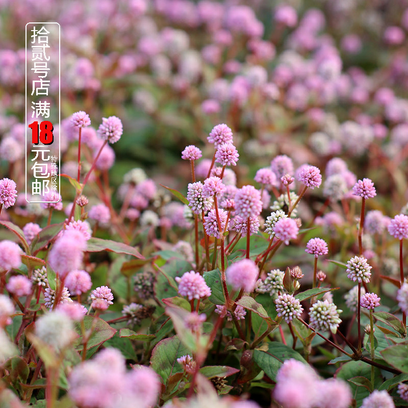 花卉多年生耐热植物庭院阳台花园地被植物 头花蓼花苗盆栽