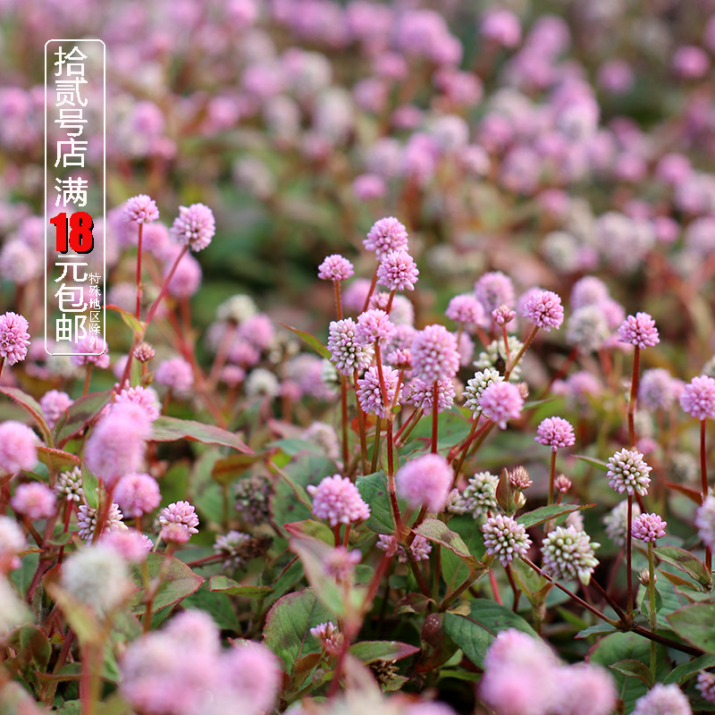 多年生耐热庭院花园头花蓼花植物