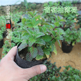 葡萄柚薄荷盆栽苗 食用香草西餐入菜料理烧烤泡茶驱蚊芳香绿植物