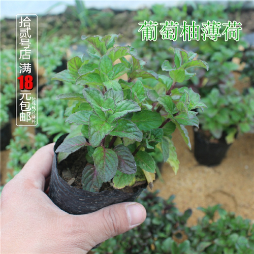 葡萄柚薄荷香草植物食用好种
