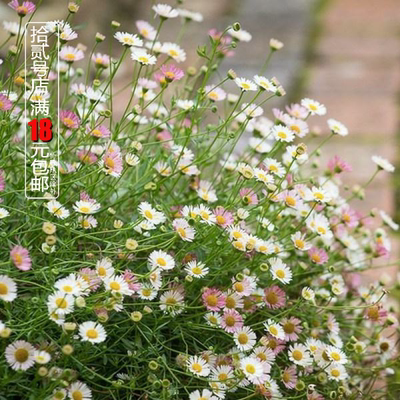 墨西哥飞蓬菊科耐寒耐热宿根植物