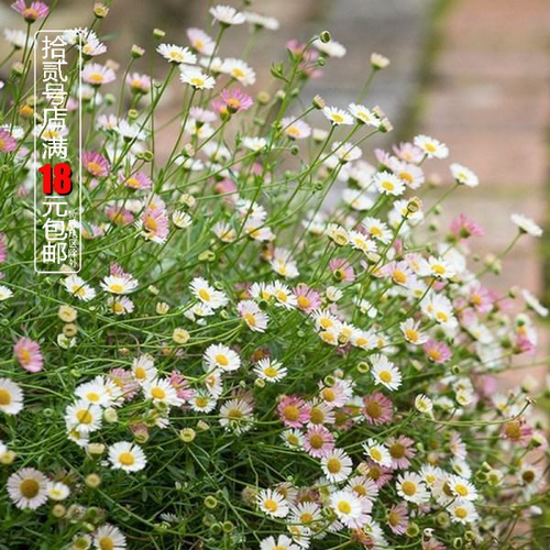 墨西哥飞蓬菊科耐寒耐热宿根植物