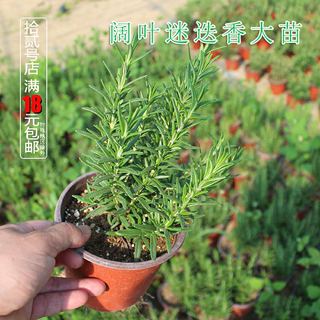 阔叶迷迭香盆栽苗 食用烘焙西餐牛排香草花卉绿植 驱蚊虫香料植物