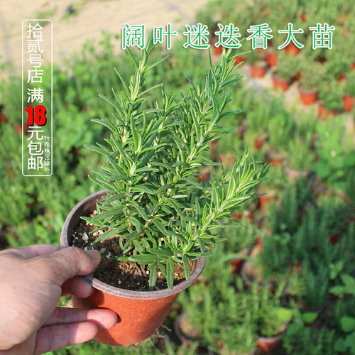 阔叶迷迭香盆栽绿植驱蚊香料植物
