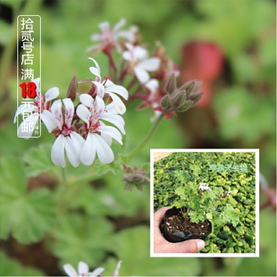苹果天竺葵-芳香植物香草苗-香草花卉-香草盆栽-