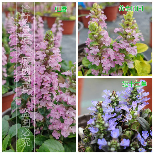 筋骨草巧克力片庭院阳台多季