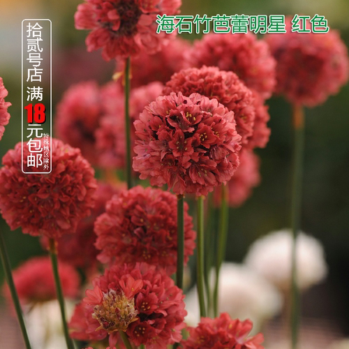 海石竹庭院阳台多季耐寒