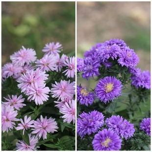 紫苑盆栽重瓣荷兰菊深紫色花卉多年生宿根耐寒植物阳院苗季 开花