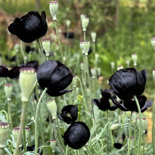 黑魔法虞美人盆栽苗春季开花