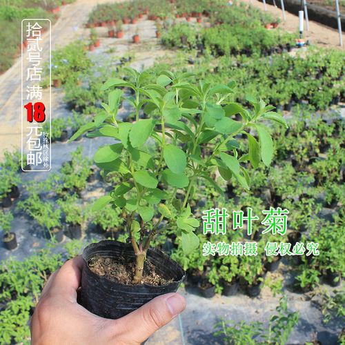 甜菊绿植种苗食用香草