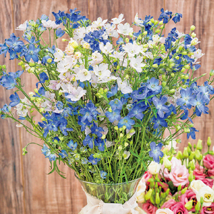 小花飞燕草戴菲娜行星组盆小苗阳台庭院楼顶盆栽鸽子花耐寒多年