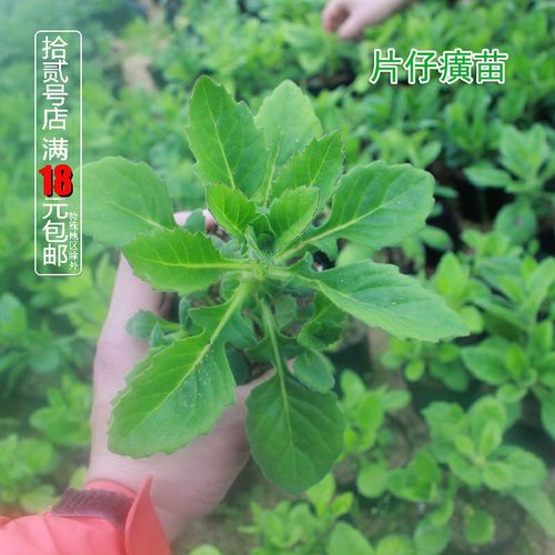 片仔癀可食用清凉绿色香草植物