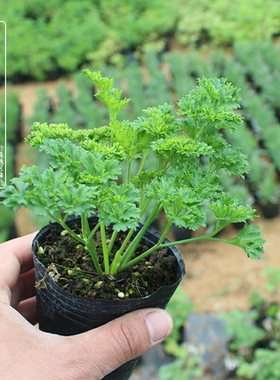 食用香草盆栽苗 平叶细叶皱叶欧芹 Parsley 法香苗 西餐意式料理