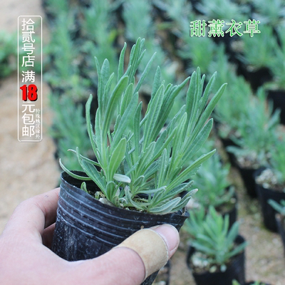 芳香植物庭院春末夏初甜薰衣草